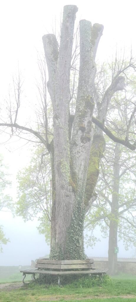 Cropped tree. Monastery cemetery.