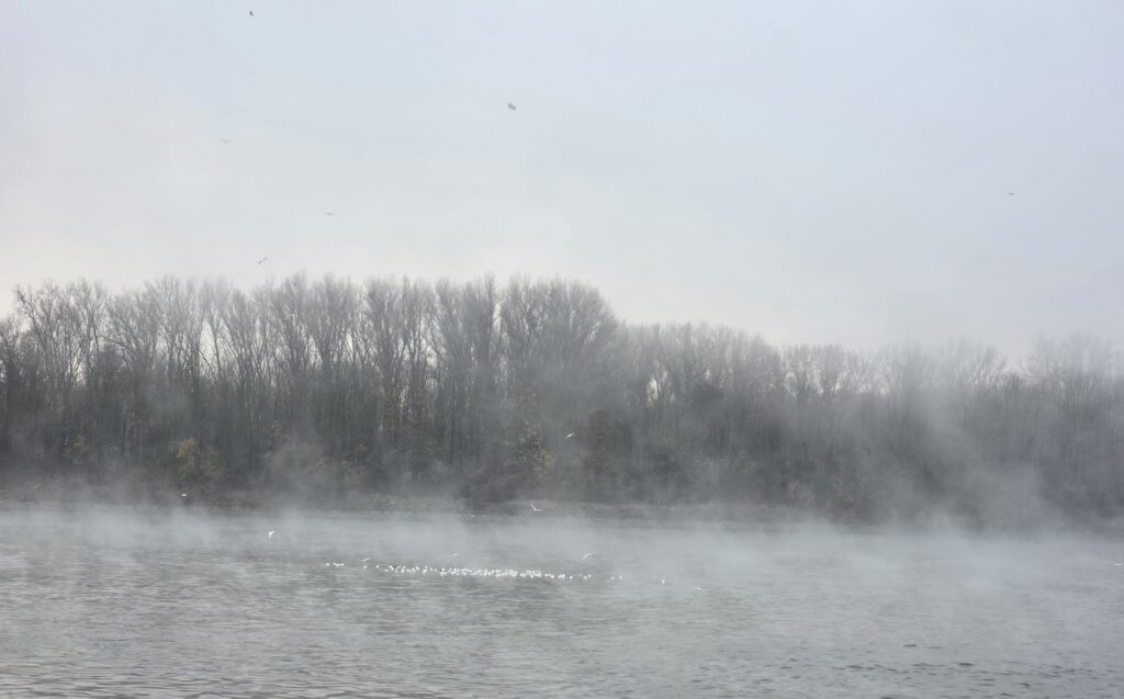 The River Rhine early morning in November after first frost night with gulls and fog